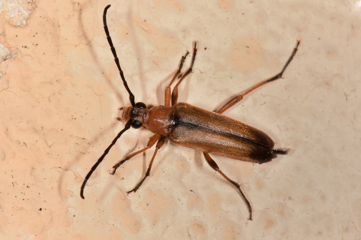 Cerambycidae: Pedostrangalia revestita
